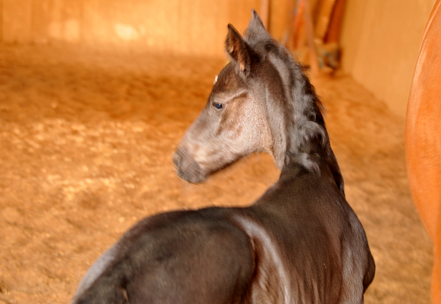 Hengstfohlen von Oliver Twist u.d. Persymona v. Symont
 - Foto: Beate - Gestt Hmelschenburg