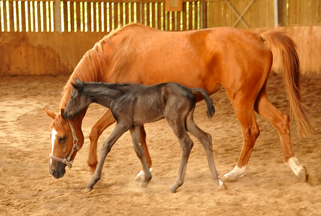 Hengstfohlen von Oliver Twist u.d. Persymona v. Symont
 - Foto: Beate - Gestt Hmelschenburg