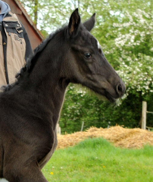 Hengstfohlen von Oliver Twist u.d. Persymona v. Symont
 - Foto: Beate - Gestt Hmelschenburg
