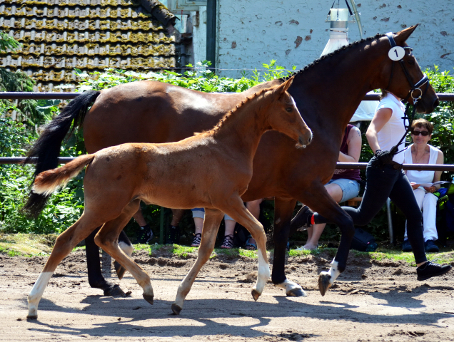 Giulietta und Glory Fire v. Alter Fritz - Beate Langels Gestt Hmelschenburg Foto: Pia Elter