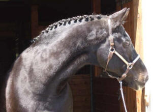 28jährig starb der Trakehner Hengst Enrico Caruso auf der Tylord-Farm, Foto: Tylord Farm