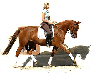 4-jhriger Trakehner Wallach von Buddenbrock - Mahon (im September 2007)