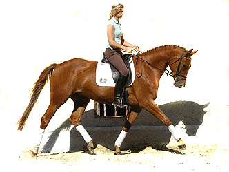 4-jhriger Trakehner Wallach von Buddenbrock - Mahon (im September 2007)