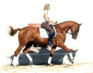 4-jhriger Trakehner Wallach von Buddenbrock - Mahon (im September 2007)