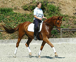 4-jhriger Trakehner Wallach von Buddenbrock - Mahon (im Juni 2007)