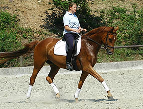 4-jhriger Trakehner Wallach v. Buddenbrock - Mahon (im Juni 2007)