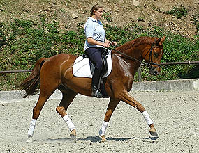 4-jhriger Trakehner Wallach von Buddenbrock - Mahon (im Juni 2007)