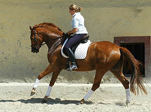 4-jhriger Trakehner Wallach von Buddenbrock - Mahon (im Juni 2007)