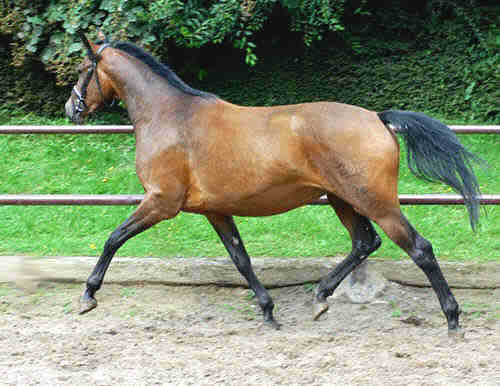 4-jhrige Trakehner Prmienstute v. Freudenfest - Guter Stern (im August 2005)