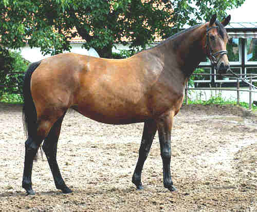 4-jhrige Trakehner Prmienstute v. Freudenfest - Guter Stern (im August 2005)