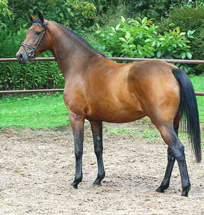 4-jhrige Trakehner Stute v. Freudenfest - Guter Stern (im August 2005)