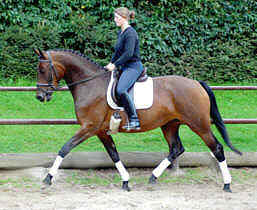 4-jhrige Trakehner Prmienstute v. Freudenfest - Guter Stern (im August 2005)