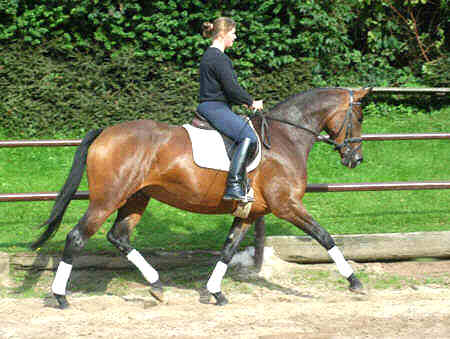 4-jhrige Trakehner Prmienstute v. Freudenfest - Guter Stern (im August 2005)