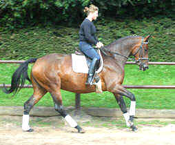 4-jhrige Trakehner Prmienstute v. Freudenfest - Guter Stern (im August 2005)