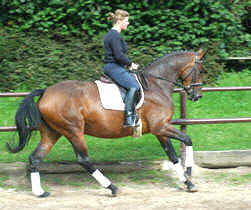 4-jhrige Trakehner Prmienstute v. Freudenfest - Guter Stern (im August 2005)