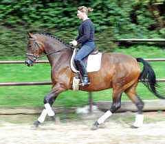 4-jhrige Trakehner Prmienstute v. Freudenfest - Guter Stern (im August 2005)