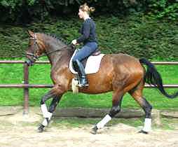 4-jhrige Trakehner Prmienstute v. Freudenfest - Guter Stern (im August 2005)