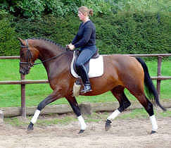 4-jhrige Trakehner Prmienstute v. Freudenfest - Guter Stern (im August 2005)