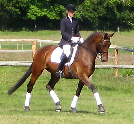 Trakehner Prmienstute v. Freudenfest - Guter Stern (im Mai 2009)