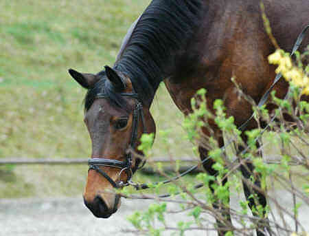 4-jhrige Trakehner Prmienstute v. Freudenfest - Guter Stern (im April 2005)