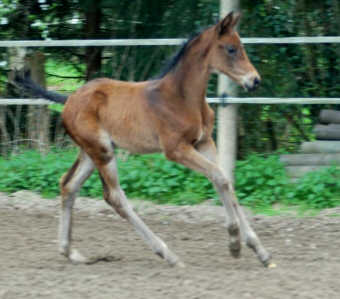 Hengstfohlen v. Summertime x Capriomond