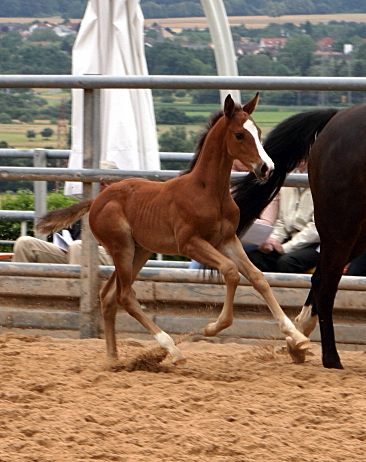 Trakehner Hengstfohlen von High Motion u.d. Pr.St. Unforgattable v. Prince Patmos - Herzkristall , Foto: Ellen Hnoch - Trakehner Gestt Hmelschenburg