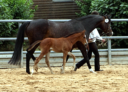 Trakehner Hengstfohlen von High Motion u.d. Pr.St. Unforgattable v. Prince Patmos - Herzkristall , Foto: Ellen Hnoch - Trakehner Gestt Hmelschenburg
