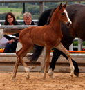 Hengstfohlen von High Motion u.d. Pr.St. Unforgettable v. Prince Patmos - Foto: Dietmar Habert