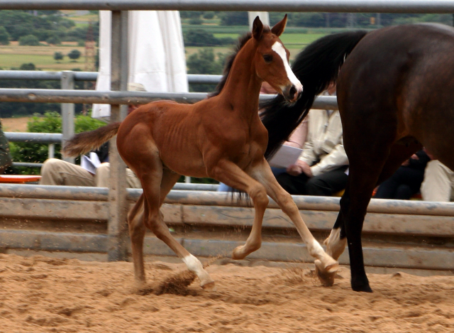 Trakehner Hengstfohlen von High Motion u.d. Pr.St. Unforgattable v. Prince Patmos - Herzkristall , Foto: Ellen Hnoch - Trakehner Gestt Hmelschenburg