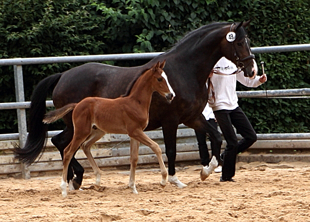 Trakehner Hengstfohlen von High Motion u.d. Pr.St. Unforgattable v. Prince Patmos - Herzkristall , Foto: Ellen Hnoch - Trakehner Gestt Hmelschenburg