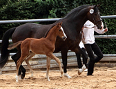 Hengstfohlen von High Motion u.d. Pr.St. Unforgettable v. Prince Patmos - Foto: Dietmar Habert