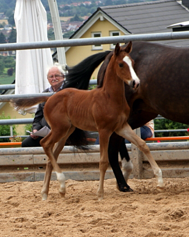 Trakehner Hengstfohlen von High Motion u.d. Pr.St. Unforgattable v. Prince Patmos - Herzkristall , Foto: Ellen Hnoch - Trakehner Gestt Hmelschenburg