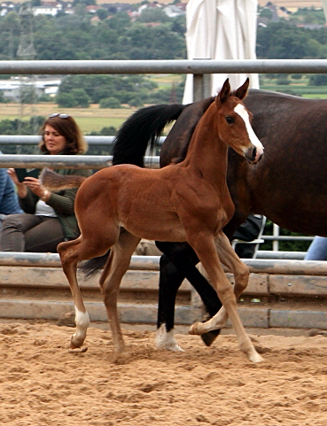 Trakehner Hengstfohlen von High Motion u.d. Pr.St. Unforgattable v. Prince Patmos - Herzkristall , Foto: Ellen Hnoch - Trakehner Gestt Hmelschenburg