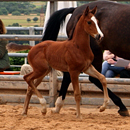 Hengstfohlen von High Motion u.d. Pr.St. Unforgettable v. Prince Patmos - Foto: Dietmar Habert