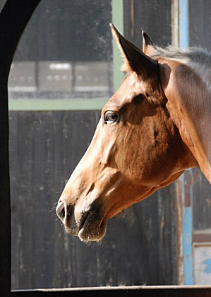 Galileo von Exclusiv - Maestro - Kostolany - Karon, Foto: Ellen Hnoch