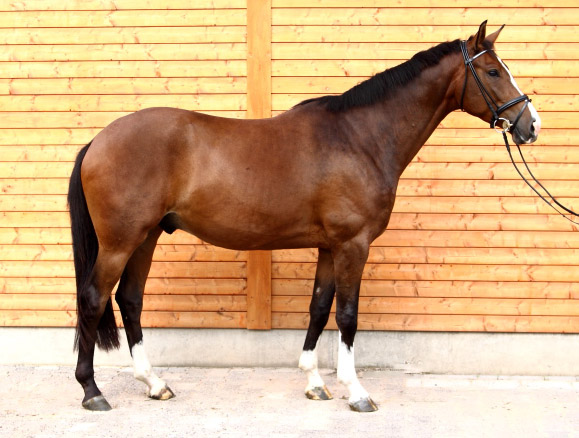 Galileo von Exclusiv - Maestro - Kostolany - Karon, Foto: D. Habert