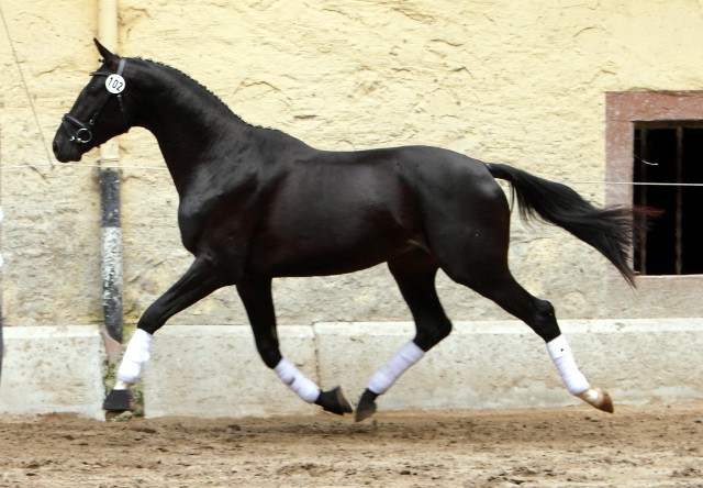 2jhriger Hengst von Ruffian Reef xx x Key West - Foto: Ellen Habert