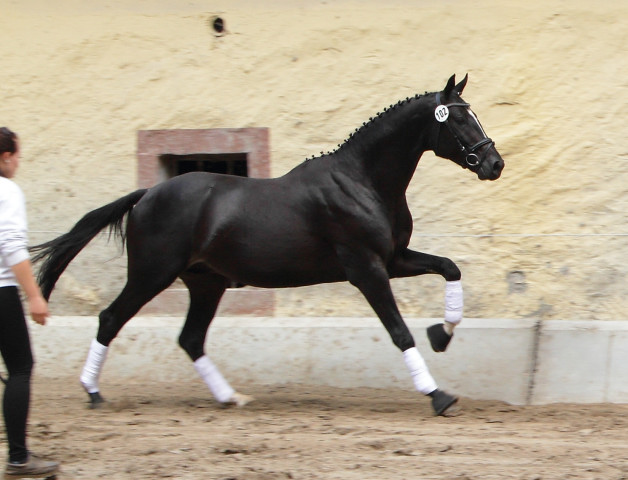 2jhriger Hengst von Ruffian Reef xx x Key West - Foto: Ellen Habert