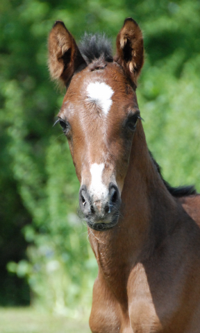  Trakehner Hengstfohlen von Exclusiv u.d. Schwalbenfee v. Freudenfest - Foto: Ellen Hnoch