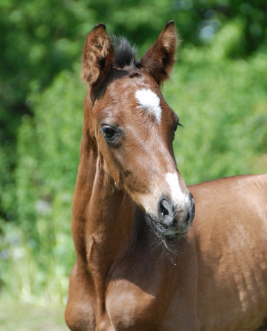  Trakehner Colt by Exclusiv out of Schwalbenfee by Freudenfest - Foto: Ellen Hnoch