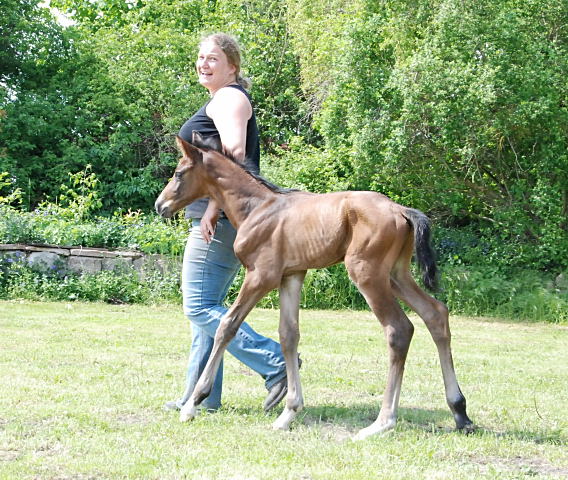  Trakehner Colt by Exclusiv out of Schwalbenfee by Freudenfest - Foto: Ellen Hnoch