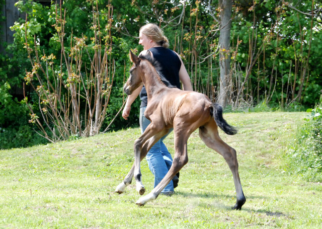  Trakehner Colt by Exclusiv out of Schwalbenfee by Freudenfest - Foto: Ellen Hnoch