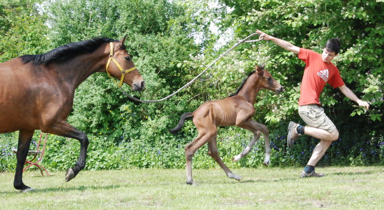  Trakehner Hengstfohlen von Exclusiv u.d. Schwalbenfee v. Freudenfest - Foto: Ellen Hnoch