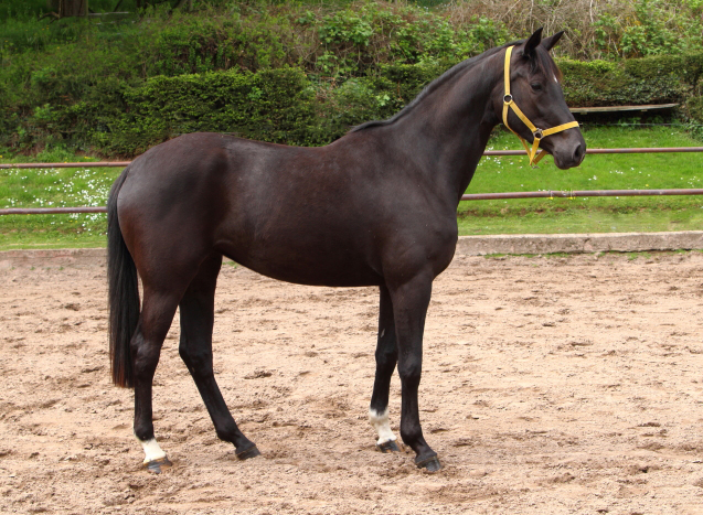 Trakehner mare Gacyria by Saint Cyr out of Premiummare Greta Garbo by Alter Fritz, Gestt Hmelschenburg - Beate Langels