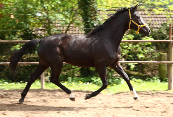 Gacyria als Dreijhrige Ende April 2018 - Foto: Ellen habert