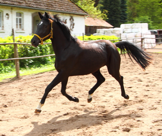 Gacyria als Dreijhrige Ende April 2018 - Foto: Ellen habert