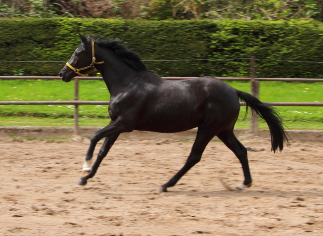 Gacyria als Dreijhrige Ende April 2018 - Foto: Ellen habert