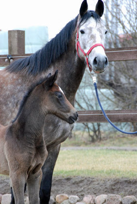 Trakehner Stutfohlen von Exclusiv u.d. Teatime v. Summertime - Foto: Ellen Hnoch - Trakehner Gestt Hmelschenburg