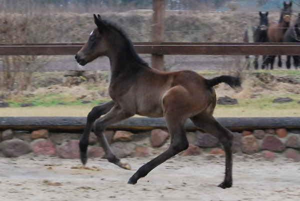 Trakehner Stutfohlen von Exclusiv u.d. Teatime v. Summertime - Foto: Ellen Hnoch - Trakehner Gestt Hmelschenburg