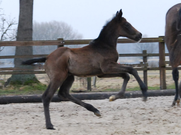 Trakehner Filly byExclusiv out of Teatime by Summertime - Foto: Ellen Hnoch - Trakehner Gestt Hmelschenburg